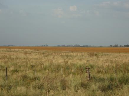 CAMPO  400 HAS. (MIXTO)  
