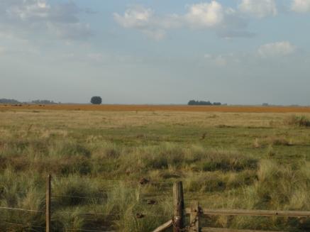 CAMPO  400 HAS. (MIXTO)  