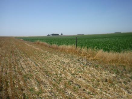 CAMPO 200 HAS. EN PDO. SAN CAYETANO