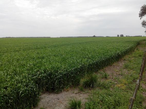 CLASICA CHACRA TIPO GRANJA - PDO. LOBERIA