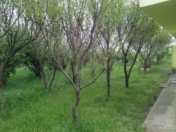 CLASICA CHACRA TIPO GRANJA - PDO. LOBERIA