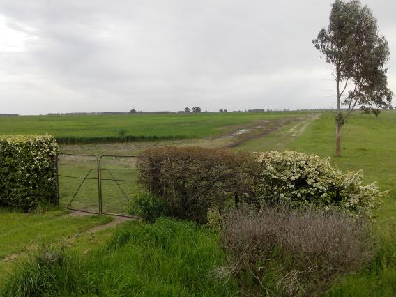 CLASICA CHACRA TIPO GRANJA - PDO. LOBERIA