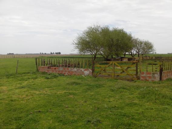 CLASICA CHACRA TIPO GRANJA - PDO. LOBERIA